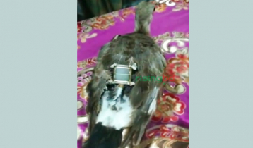 মহেশখালীতে ডিভাইসযুক্ত পাখি উদ্ধার মহেশখালীতে ডিভাইসযুক্ত পাখি উদ্ধার