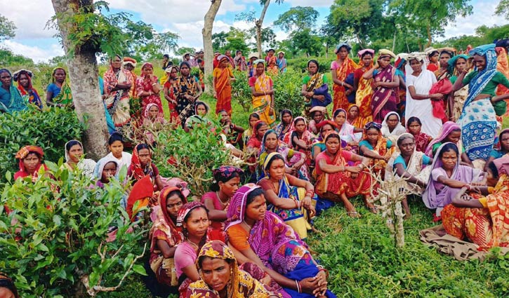 ১২০ টাকা মজুরিতেই কাজে ফিরছেন চা শ্রমিকরা 