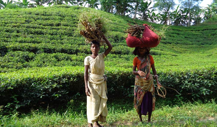 ১২০ টাকায় চা শ্রমিকদের নুন আনতে পান্তা ফুরায়