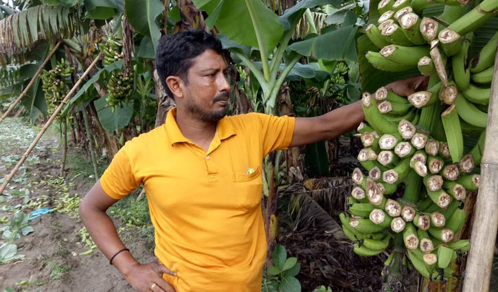 ফসলের সঙ্গে শত্রুতা