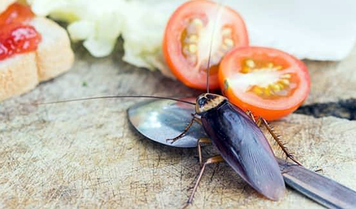 রান্নাঘর থেকে তেলাপোকা তাড়ানোর উপায়