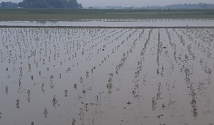 Crops on hundreds of acres submerged in Rajbari