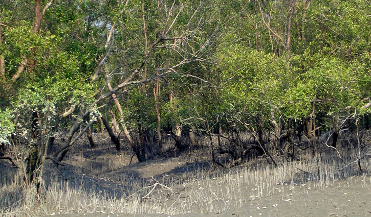 Tiger Census in Sundarbans: 665 cameras to be installed