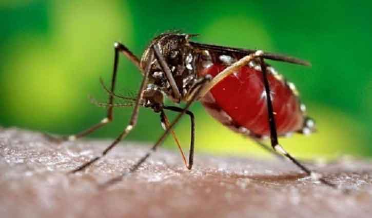 Record 438 hospitalised with dengue in Bangladesh