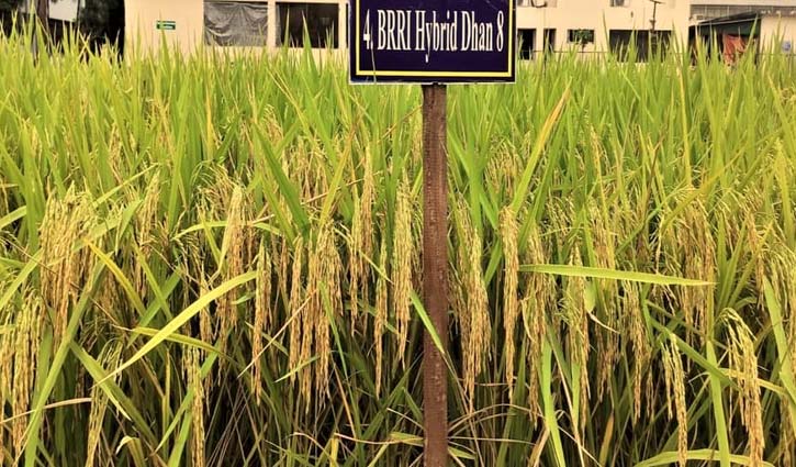 BRRI introduces 3 new rice varieties
