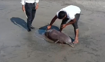 Dead dolphin found on Kuakata beach again