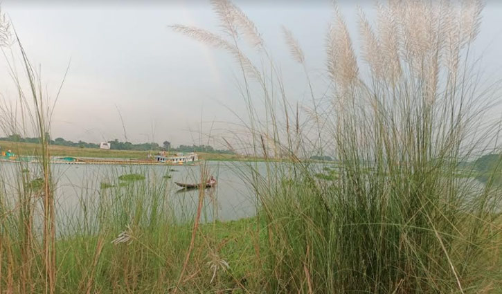 কাঁশফুল যেখানে মন কাড়ছে মানুষের