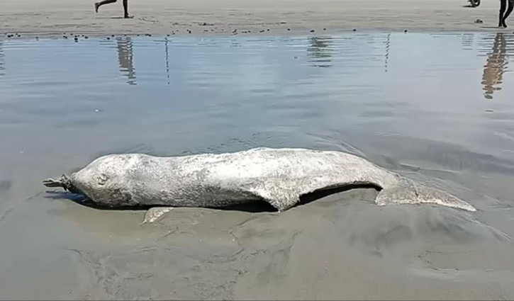 তিমির পর এবার ভেসে এলো মৃত ডলফিন