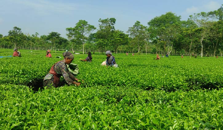 পঞ্চগড়ের চা শ্রমিকদের সর্বনিম্ন আয় ৩০০ টাকা