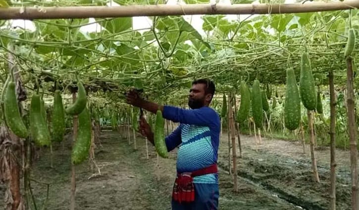 চাকরি না পেয়ে কৃষিকাজ করে পেলেন সাফল্য চাকরি না পেয়ে কৃষিকাজ করে পেলেন সাফল্য