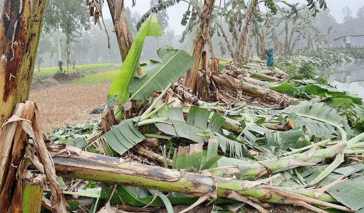 পরিষ্কার করতে বাবুলাল কাটলেন তিন হাজার কলাগাছ