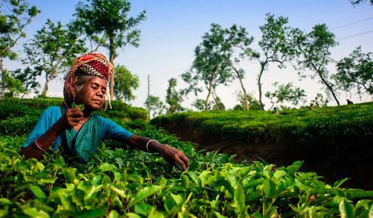 ২৫ টাকা মজুরি বাড়ানোর প্রস্তাবে ধর্মঘট প্রত্যাহার চা শ্রমিকদের