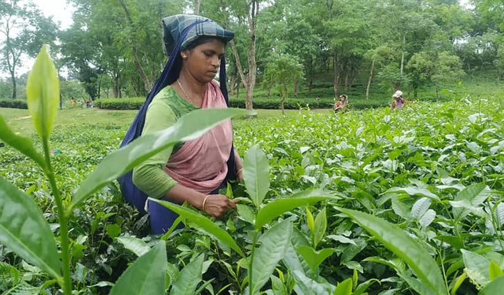 সিলেটের বেশিরভাগ চা শ্রমিক কাজে যোগ দেননি