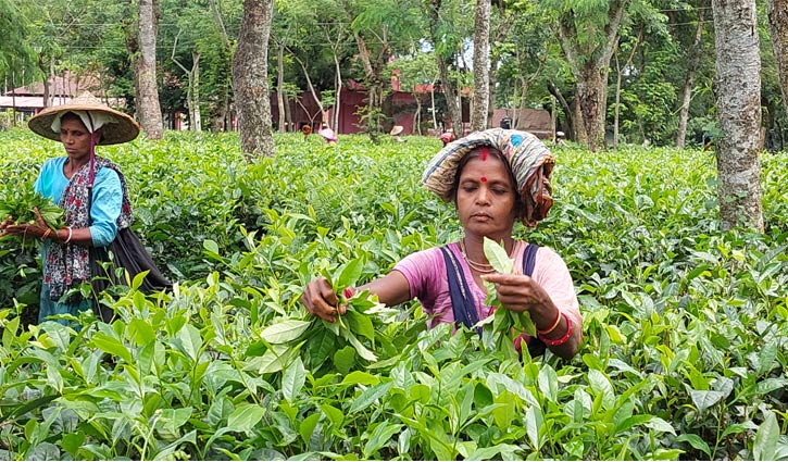 কাজে ফিরলেন মৌলভীবাজারের চা শ্রমিকরা 