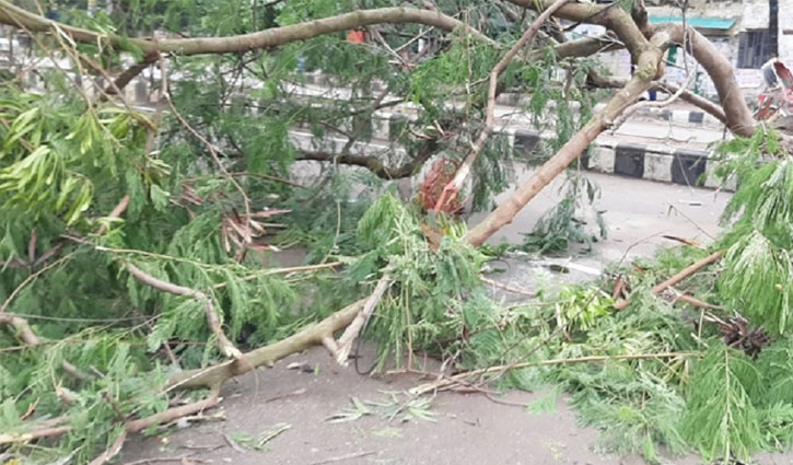 ঘূর্ণিঝড় সিত্রাং: রাজধানীতে ভেঙেছে গাছপালা