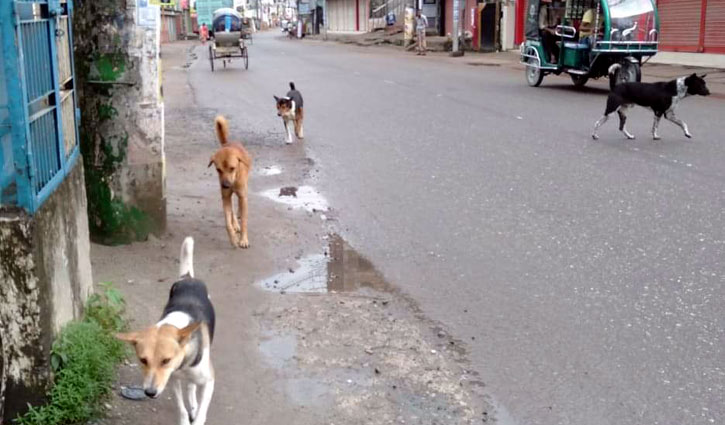 ময়মনসিংহে কুকুরে কামড়ানো রোগীর সংখ‌্যা বাড়ছে