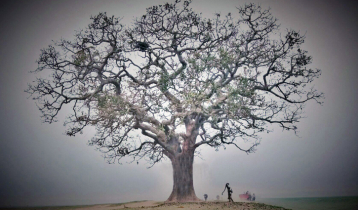 একটি হিজল গাছের ‘মলাই’ হয়ে ওঠার গল্প