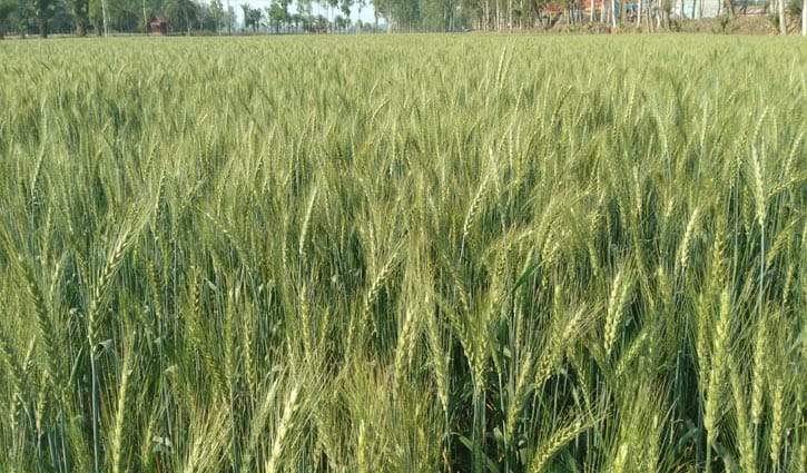 হিলিতে ৭৫ হেক্টর জমিতে গম চাষ হয়েছে