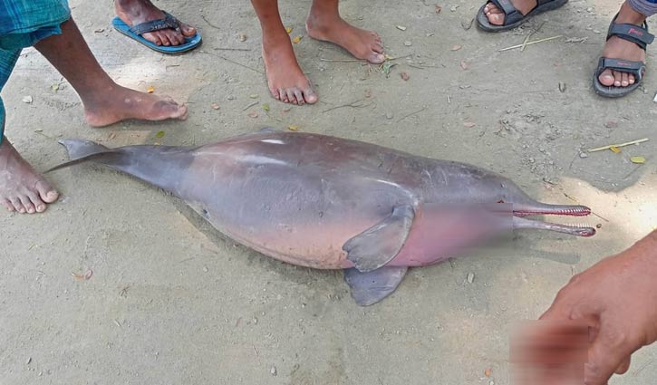 ব্রহ্মপুত্র নদে ধরা পড়লো ডলফিন