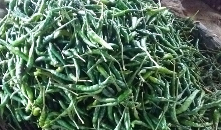 পাবনায় কাঁচা মরিচের দামে ডাবল সেঞ্চুরি 