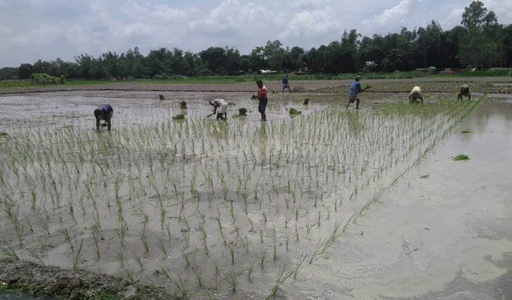 রংপুরে দাবদাহে আমন চাষাবাদ ব্যাহত 