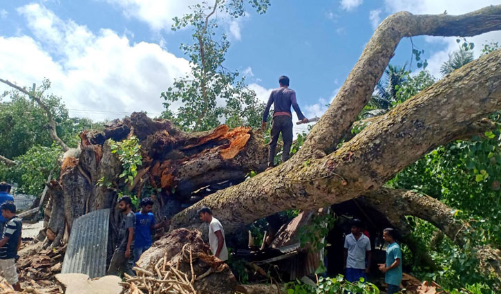 ভেঙে পড়লো ৩০০ বছরের পুরনো বট গাছ