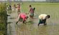 বৃষ্টিতে হাসি ফুটেছে আমন চাষিদের মুখে, সারে হতাশা 