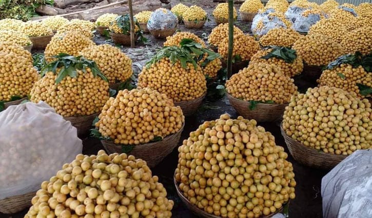 লটকনের দাম ভালো পাওয়ায় খুশি কৃষক