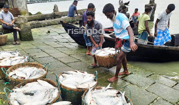 ঝাঁকে ঝাঁকে রূপালি ইলিশ, জেলের মুখে হাসি