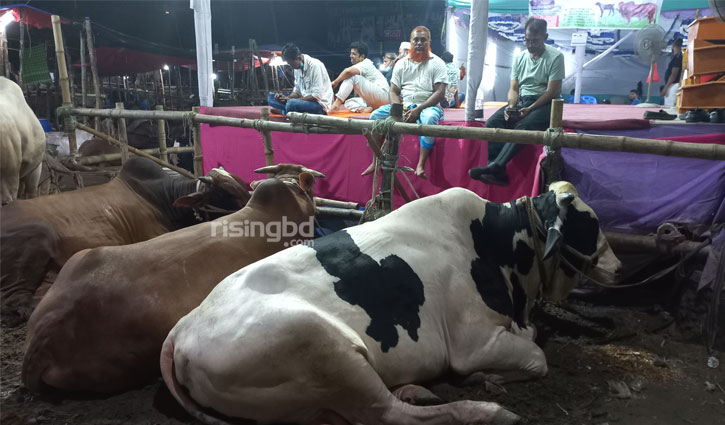 গরুর নাম ‘পদ্মা’ ও ‘সেতু’, দাম ২৮ লাখ টাকা গরুর নাম ‘পদ্মা’ ও ‘সেতু’, দাম ২৮ লাখ টাকা