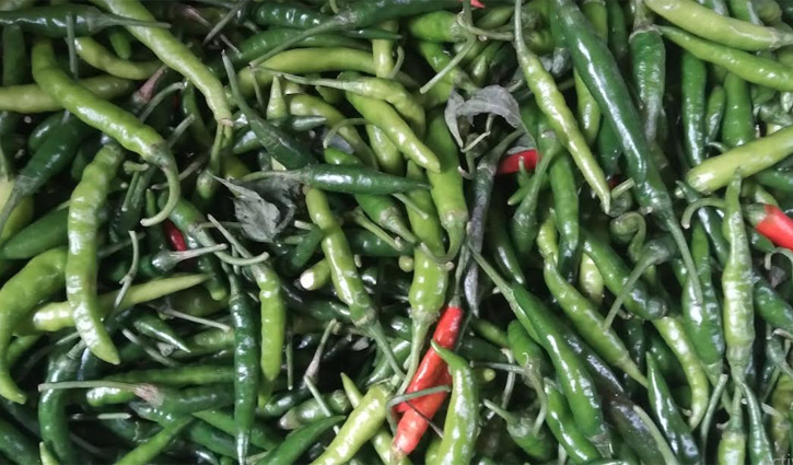 কাঁচা মরিচের দাম কেজিতে বেড়েছে ৪০ টাকা