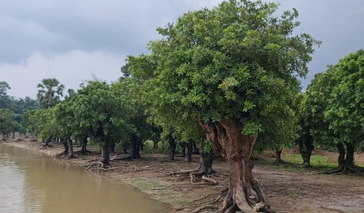 গাজীপুরে বর্ষাজলে হিজল ছায়ায় গাজীপুরে বর্ষাজলে হিজল ছায়ায়