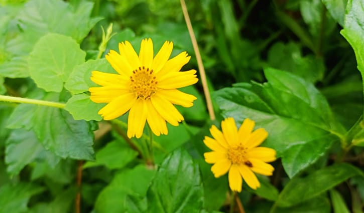 ভৃঙ্গরাজ: পথের ধারে হলুদ আভা