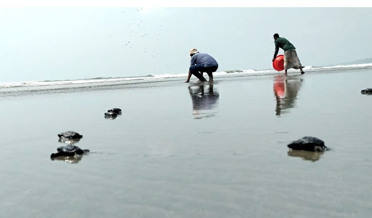 কক্সবাজার উপকূলে ৬৫টি কাছিমের বাচ্চা অবমুক্ত