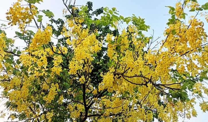 প্রকৃতির কানে দুলছে সোনালু ফুল প্রকৃতির কানে দুলছে সোনালু ফুল
