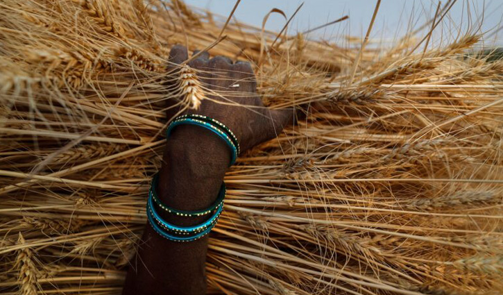 গম রপ্তানি বন্ধ ঘোষণা করলো ভারত