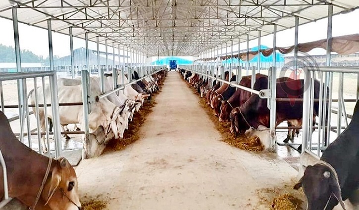 আসন্ন ঈদুল আজহা: পুরোদমে চলছে পশুর হাটের কাজ