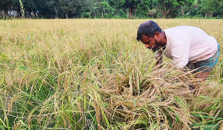 শ্রমিক সংকট, পাকা ধান নিয়ে চিন্তায় কৃষক 