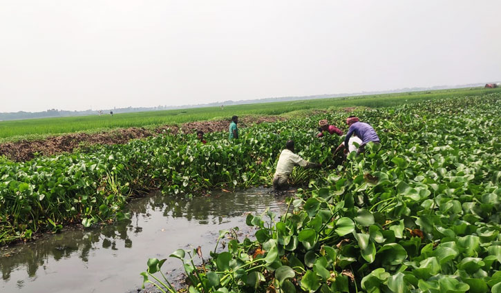 কৃষকের গলার কাঁটা খালভর্তি কচুরিপানা