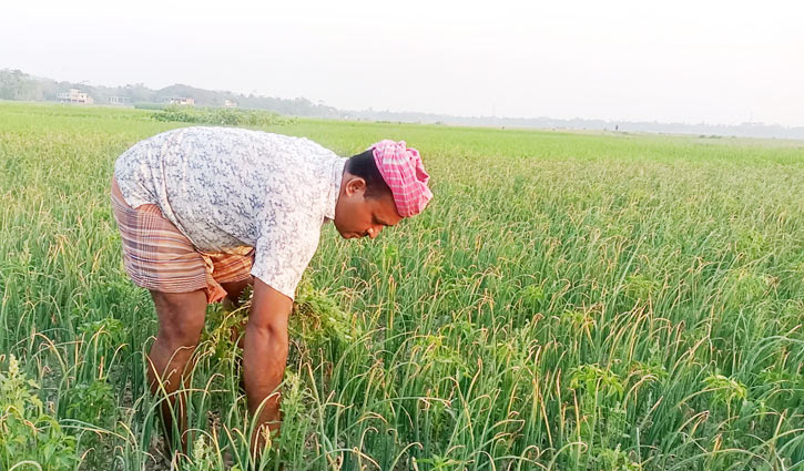 কালীগঞ্জে পেঁয়াজের বাম্পার ফলন, দামও ভালো  