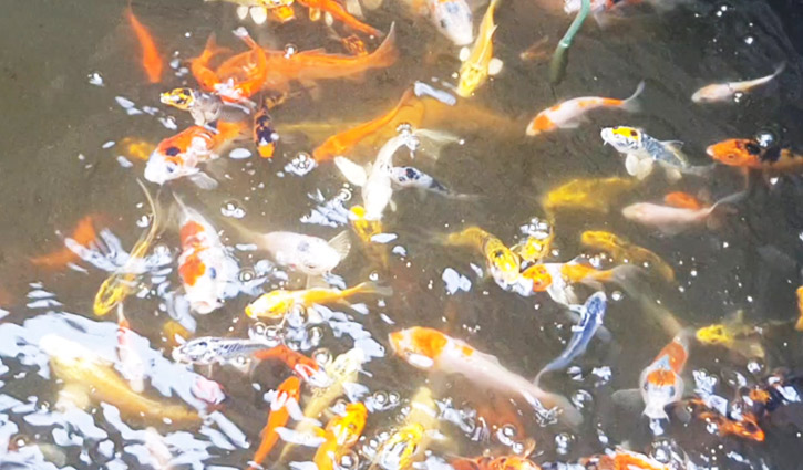 রঙিন মাছ চাষে রিফাতের রঙিন জীবন  