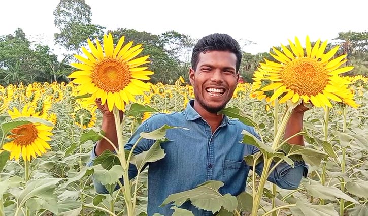 সূর্যমুখীর ক্ষেত এখন বিনোদন কেন্দ্র