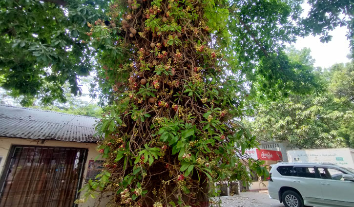 ভাওয়াল রাজবাড়িতে ‘ফণা’ তুলেছে নাগলিঙ্গম ফুল