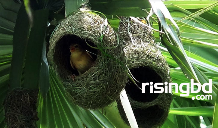 রাজবাড়ীর বানিবহ মাতাচ্ছে কারিগর পাখি ‘বাবুই’