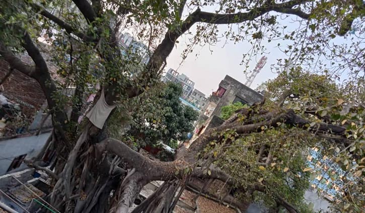 বট গাছটি এখনও আছে কিন্তু কতো দিন থাকবে?