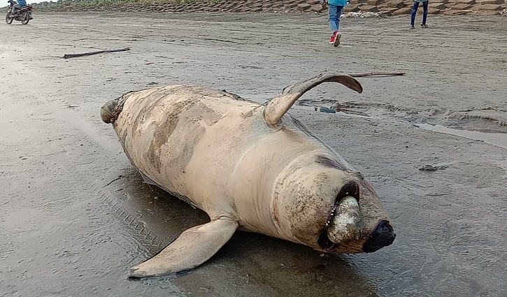 সৈকতে ভেসে এলো মৃত ডলফিন