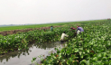 কৃষকের গলার কাঁটা খালভর্তি কচুরিপানা