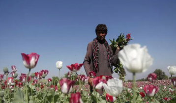আফগানিস্তানে মাদকের চাষ নিষিদ্ধ করলো তালেবান