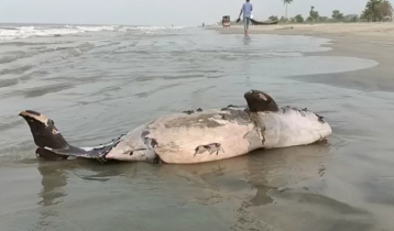 সৈকতে ভেসে এসেছে মৃত ডলফিন