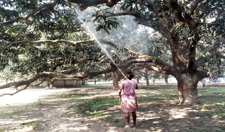 আমের বাগানে বেড়েছে কর্মব্যস্ততা